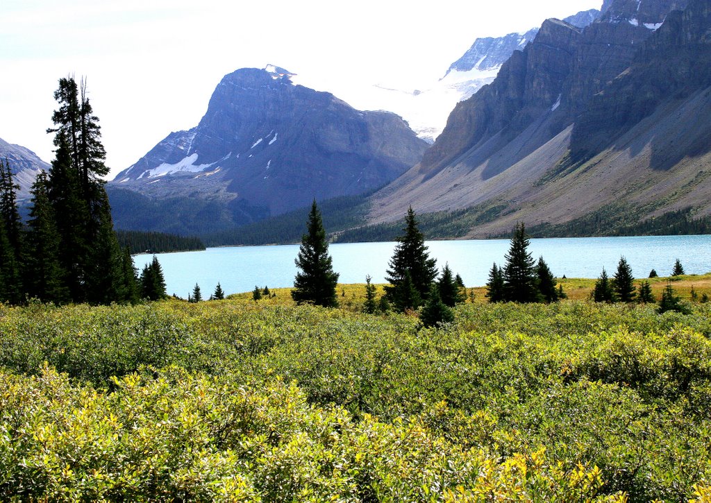 Bow Lake,Banff National Park,Canada by alan drury