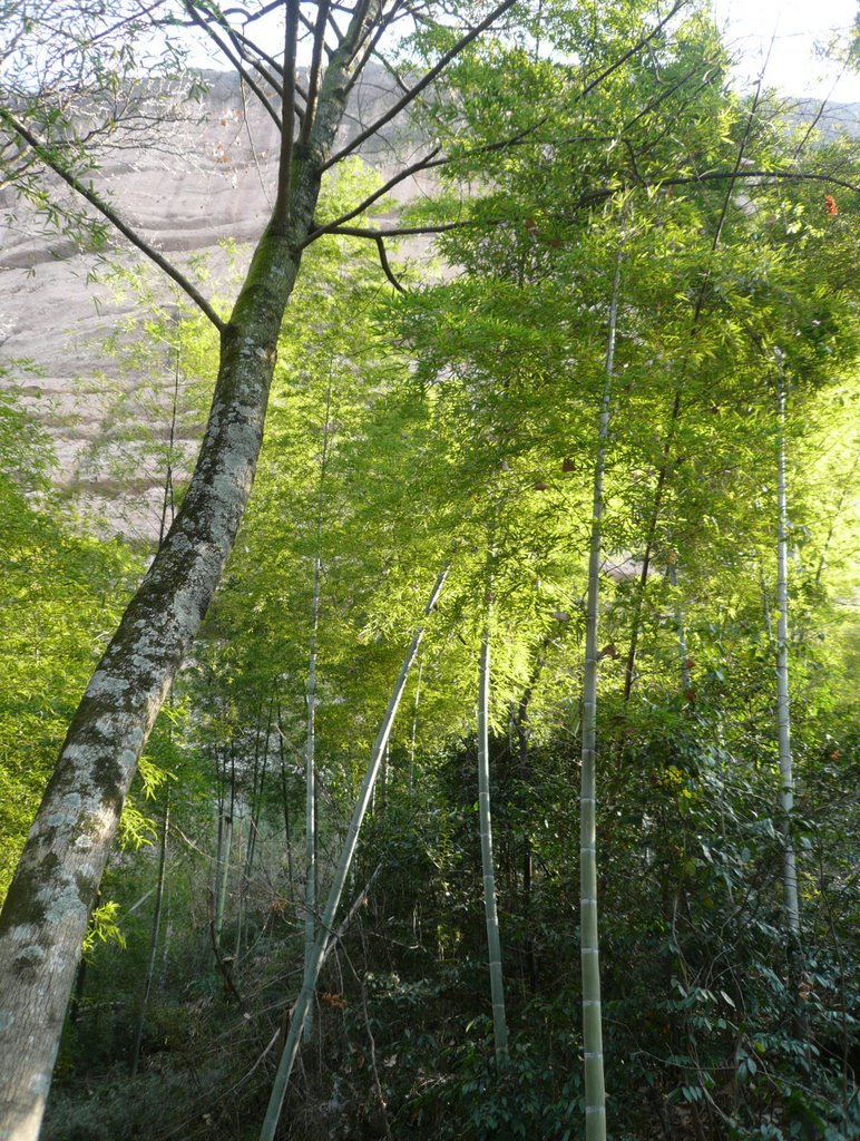 Bamboo_at cliff_base by TraceG