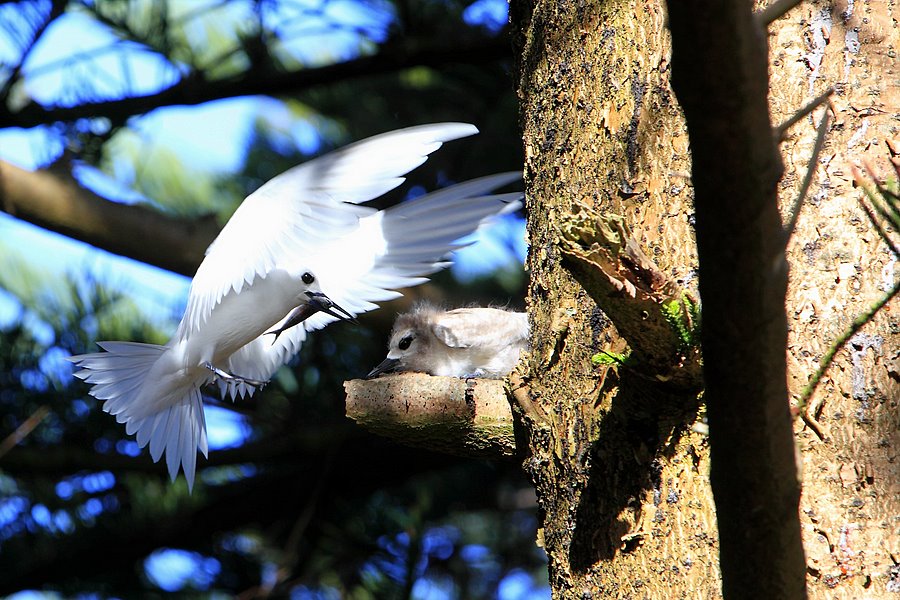 White tern and chick by Michael Hains