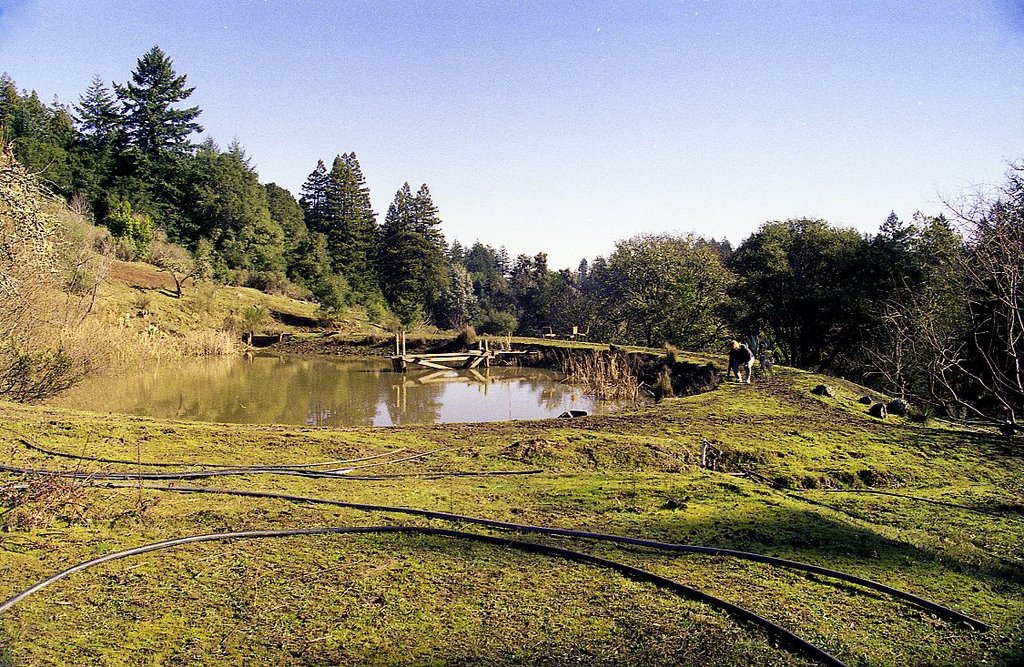 Groves of Redwood trees past the pond - Jan 89 by MaxFarrar