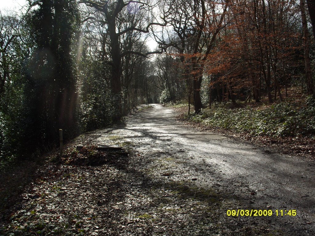 Woodland Walk Meanwood Park by dangreywolf