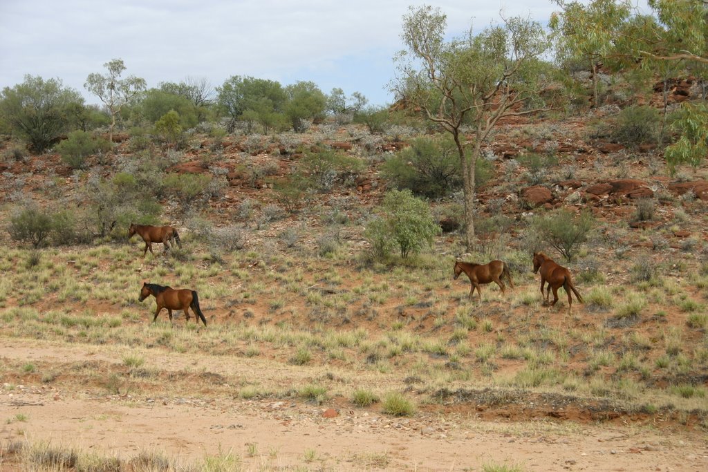 2006 Australien, Palm Valley -58 by Kischlat