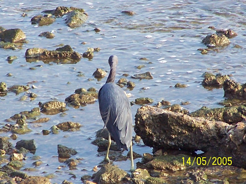 Garça na Beira Mar Norte by Paulo H. Lima