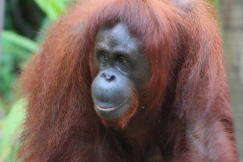 Orang utan at semenggoh by chrisc1300