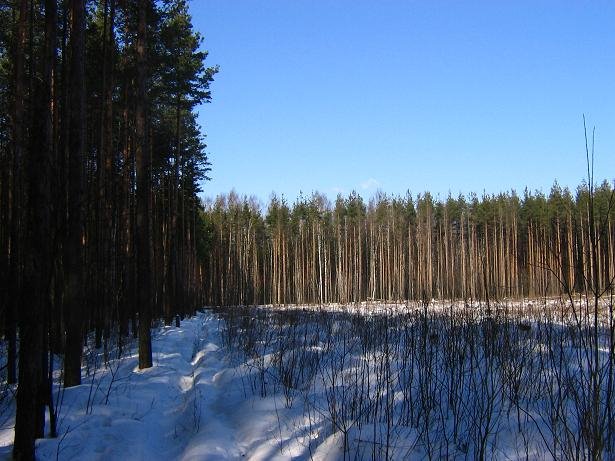 Vsevolozhsky District, Leningrad Oblast, Russia by GliderSpb