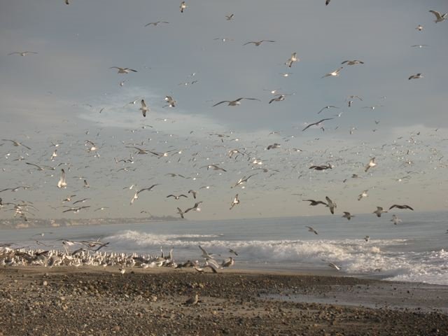 Sea-gulls by Barbara Ziemba