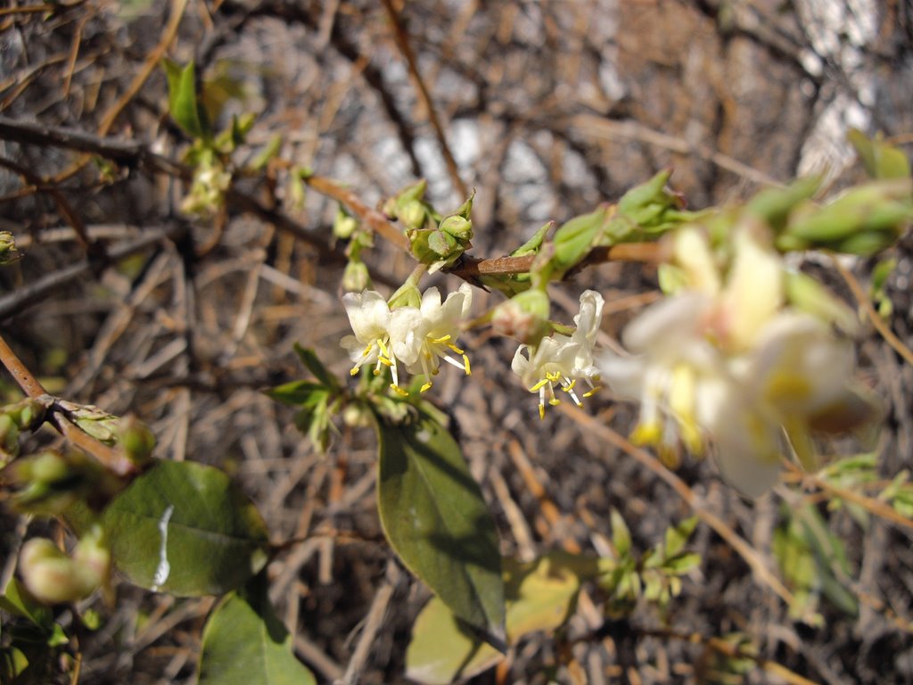 Flowers. Lonicera? by Rumlin