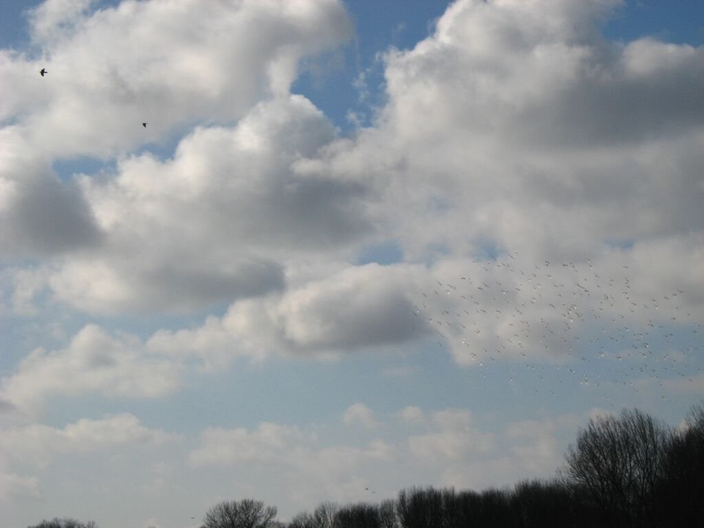 Flock of seagulls by earshot