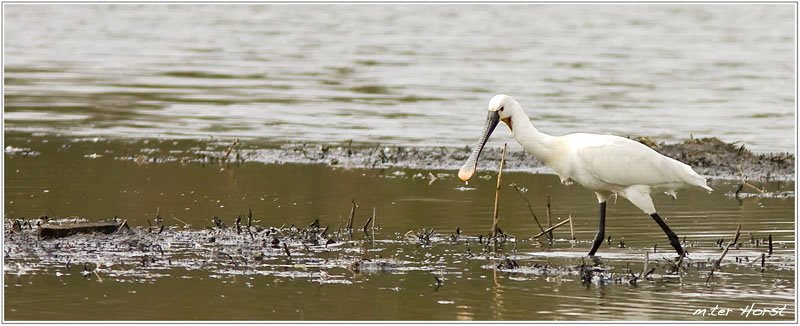 Lepelaar in de Bieslandse Polder by horsm