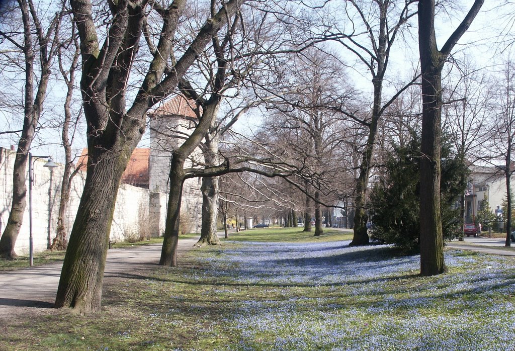 Frühling am Lindenbühl by eins86