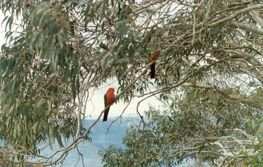 Katoomba, Rosella's by Jan Hoppe