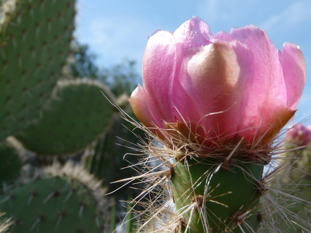 Botanicactus bei Ses Salines by bernyz