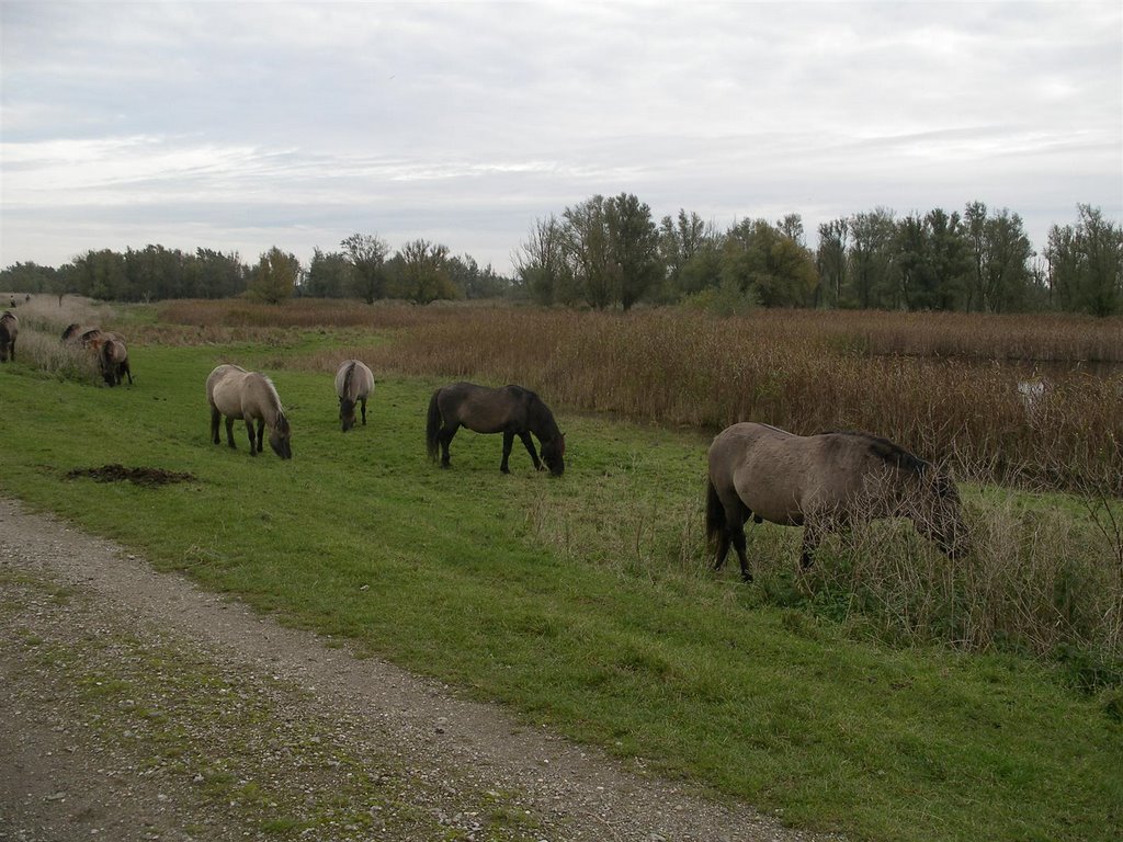 Wild Horses - Oostvaardersplassen by Remmert