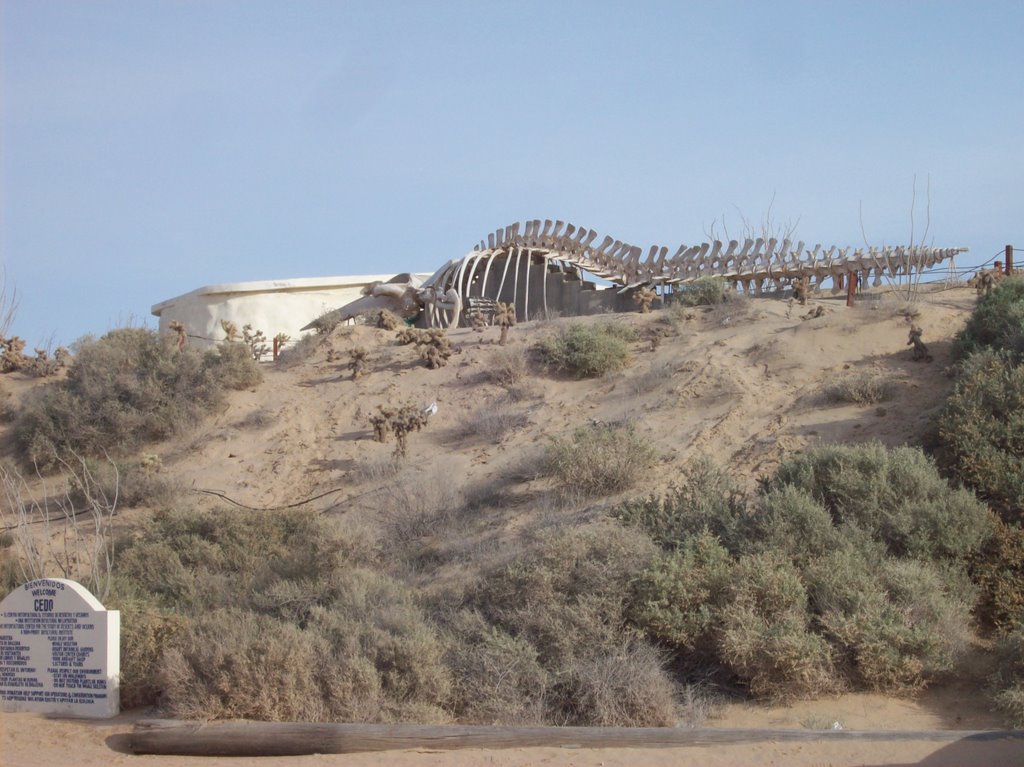 Las Conchas, Puerto Peñasco, Sonora, Mexico by checoescalante