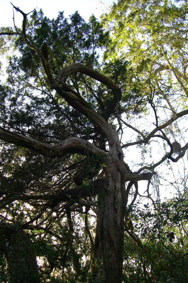 Old Cedar Tree on Shell Mound near Cedar Key by Karen Raley