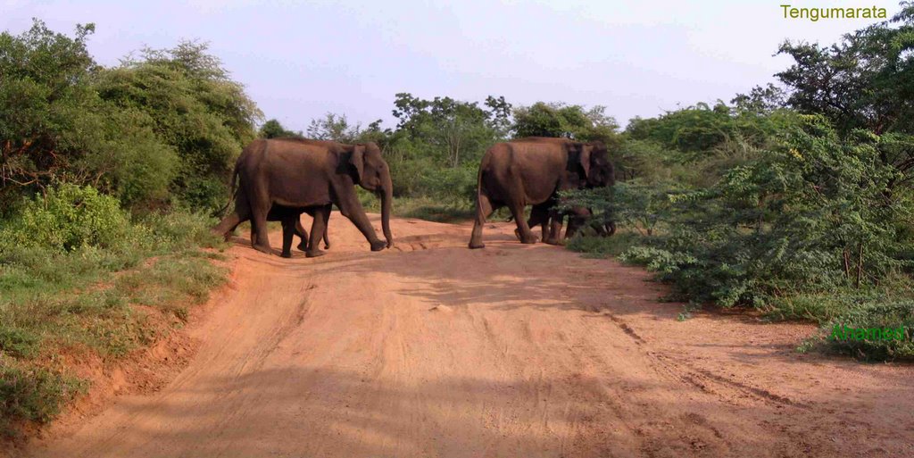 Elephant crossing the road by Muhammed Jailani