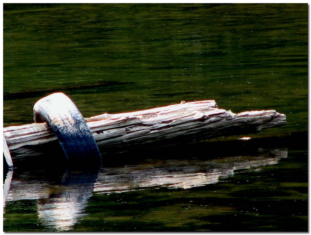 THE TIRE THAT LODGED DURING FLOOD STAGE OR PLACED HERE BY BOATERS ON THE GREENBRIER by TEABERRYEAGLE