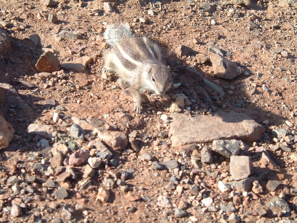 Kanarische Inseln Fuerteventura Betancuria Streifenhörnchen am Strassenrand by Gottfried Hoffmann -…