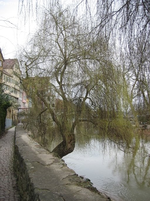 Am Neckar - Blick Richtung Neckarbrücke by Jochen Gallmayer