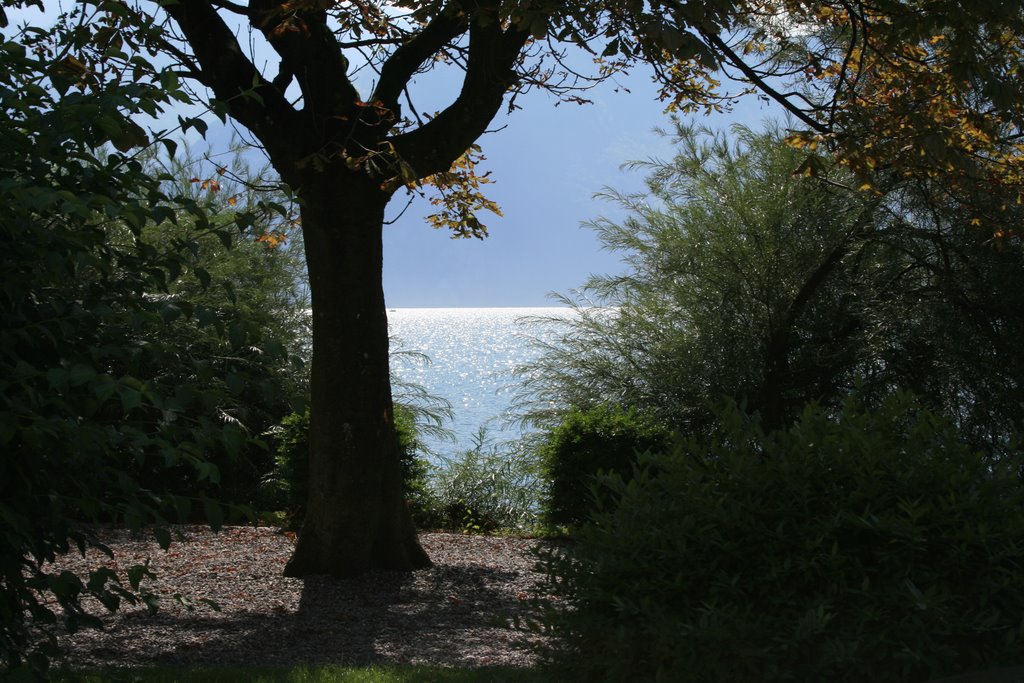 View of lake from small garden in Sisikon by AliV