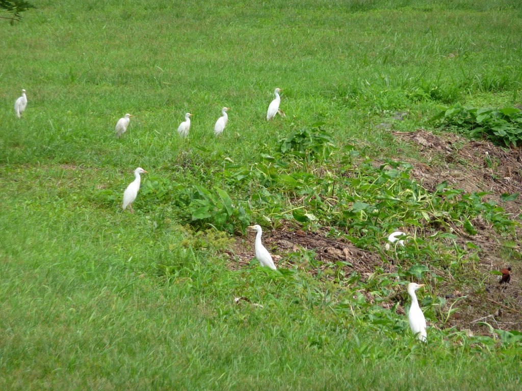 Witte reigers by menhel