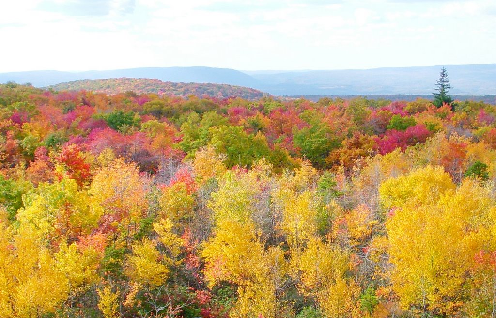 Mt. Davis in Autumn by Roger Boardley