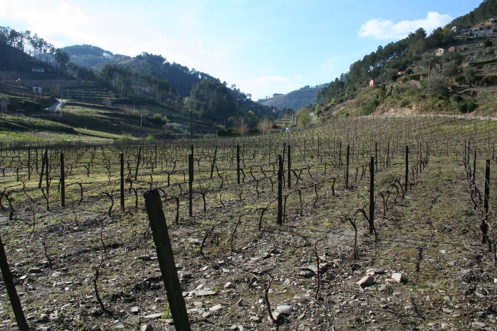 Quinta do Barreiro by auroragonçalves