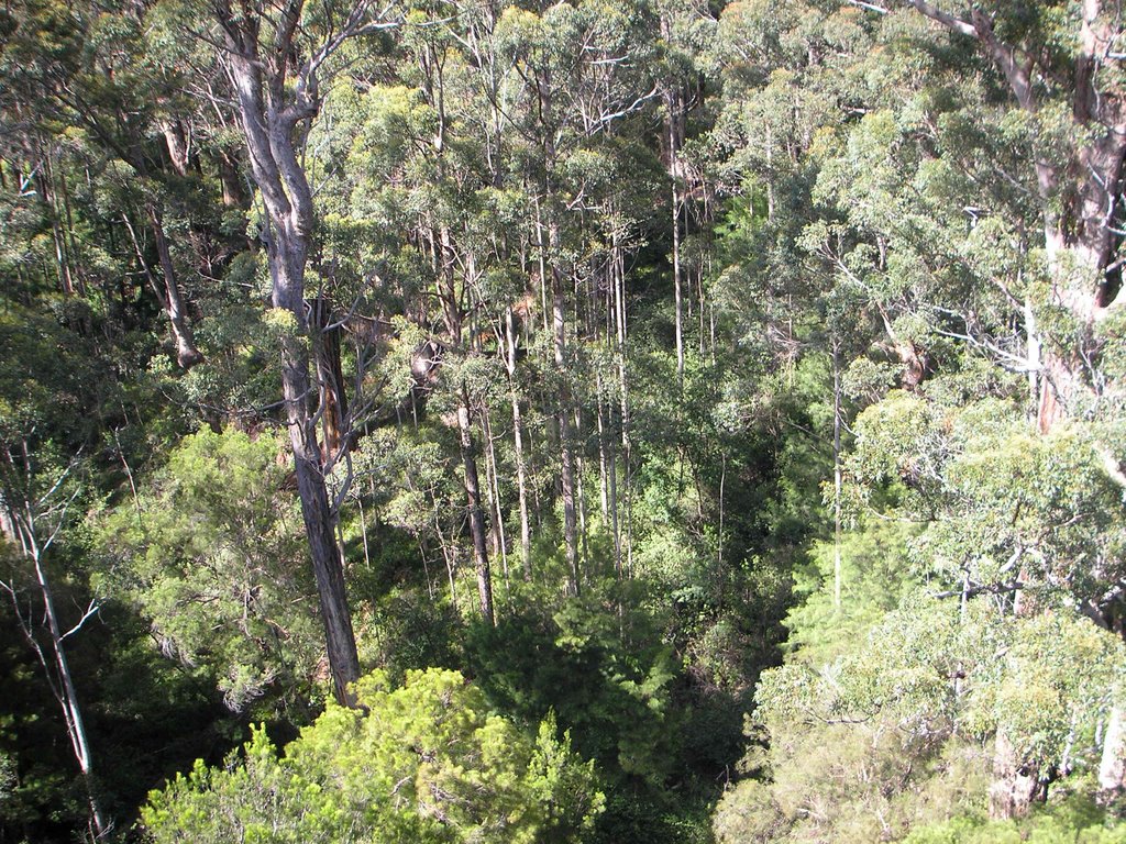 View of Karri Trees from Tree Top Walk. by sugarbag1