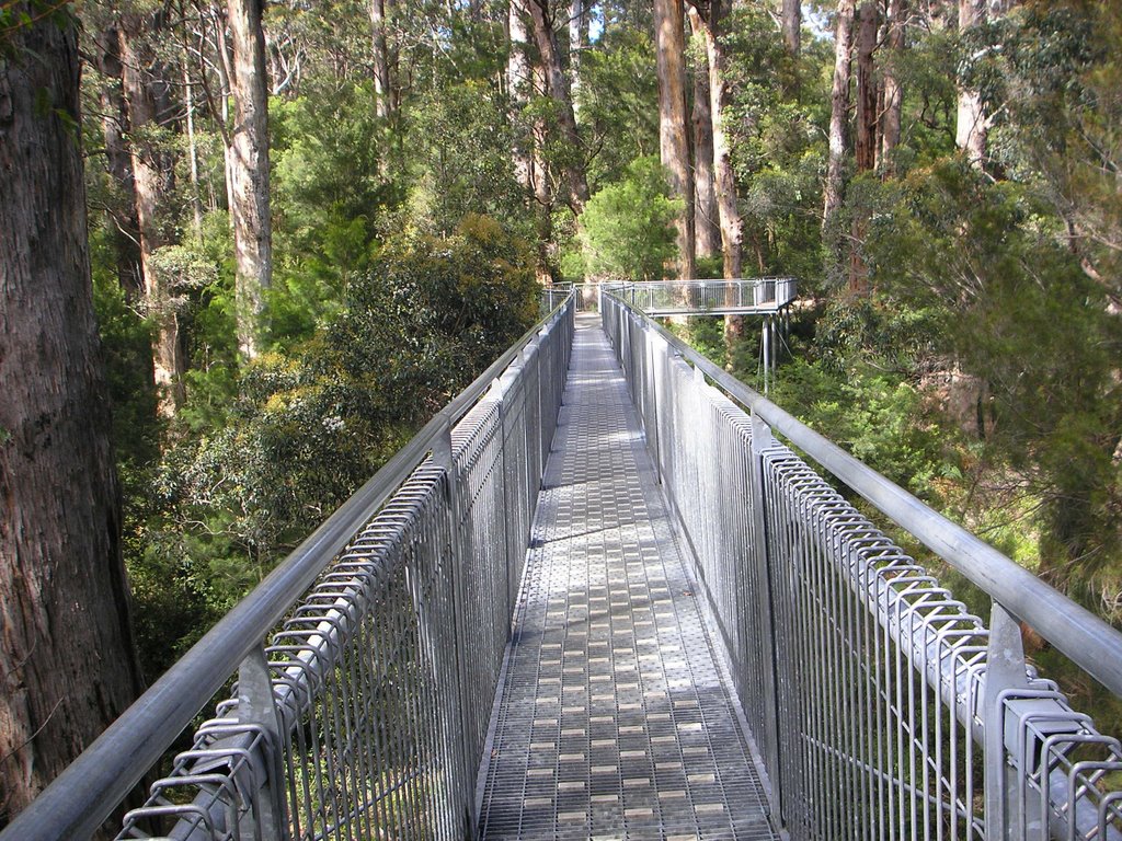 Last Section of The Tree Top Walk. by sugarbag1