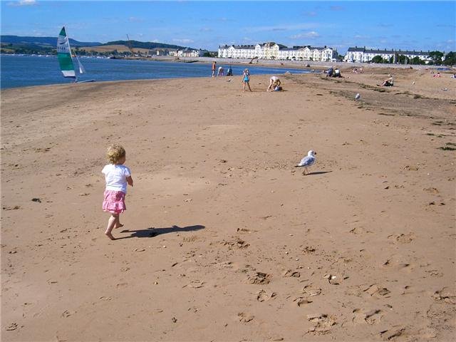 Catch the Seagull,Exmouth beach by dhamer