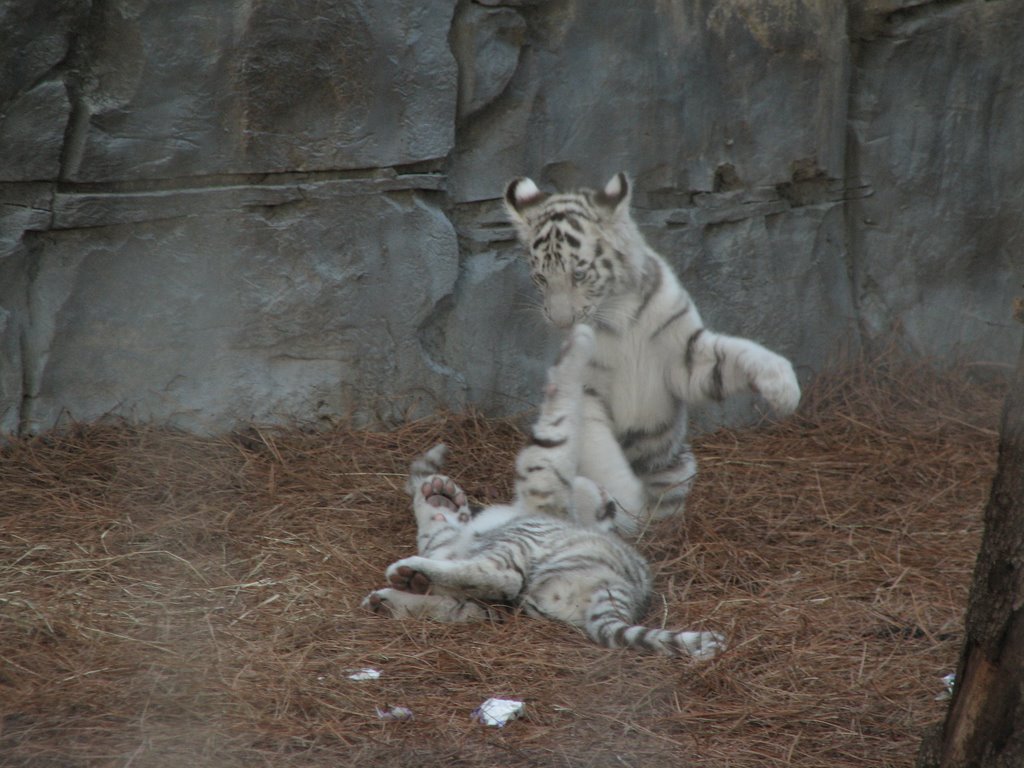 White tiger Cubs playing by sriram.vr