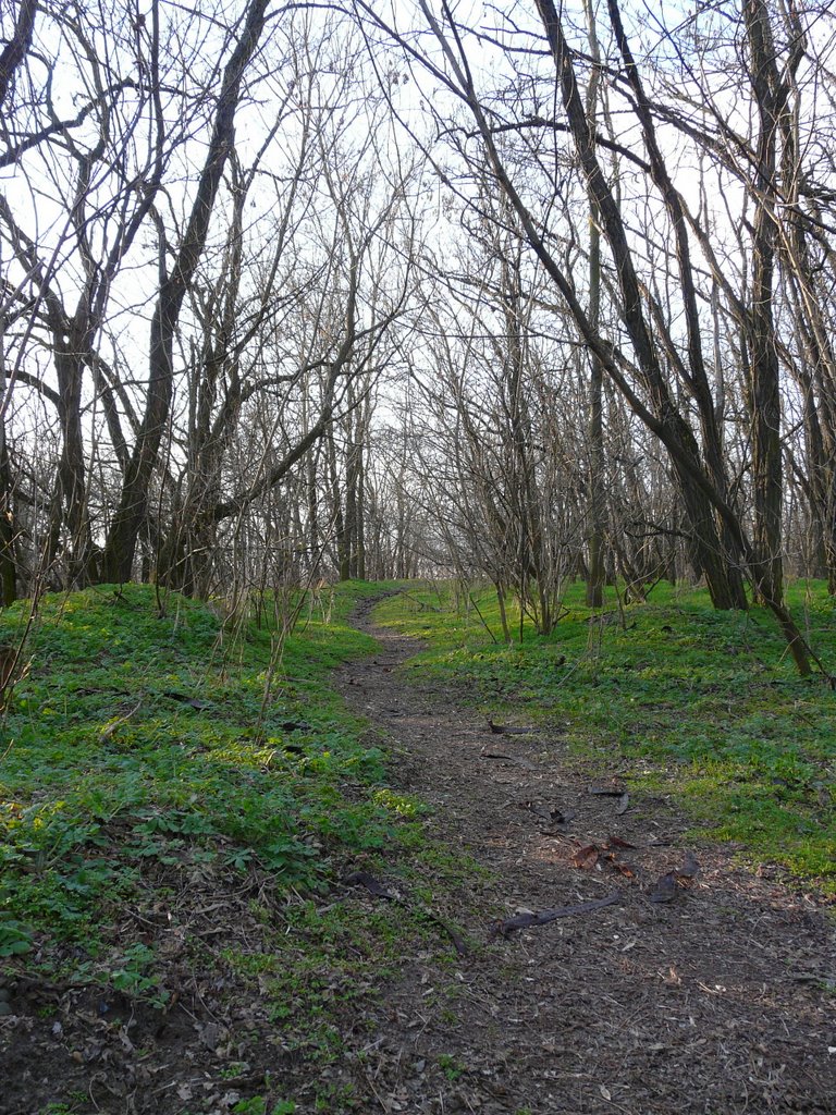 A path in the forrest by 1046_fatman