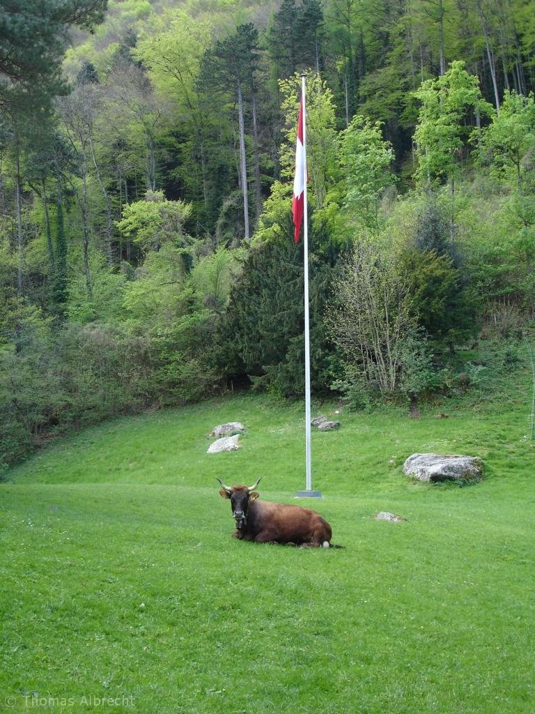 Cow and Swiss Flag on Rütli by ubaza7