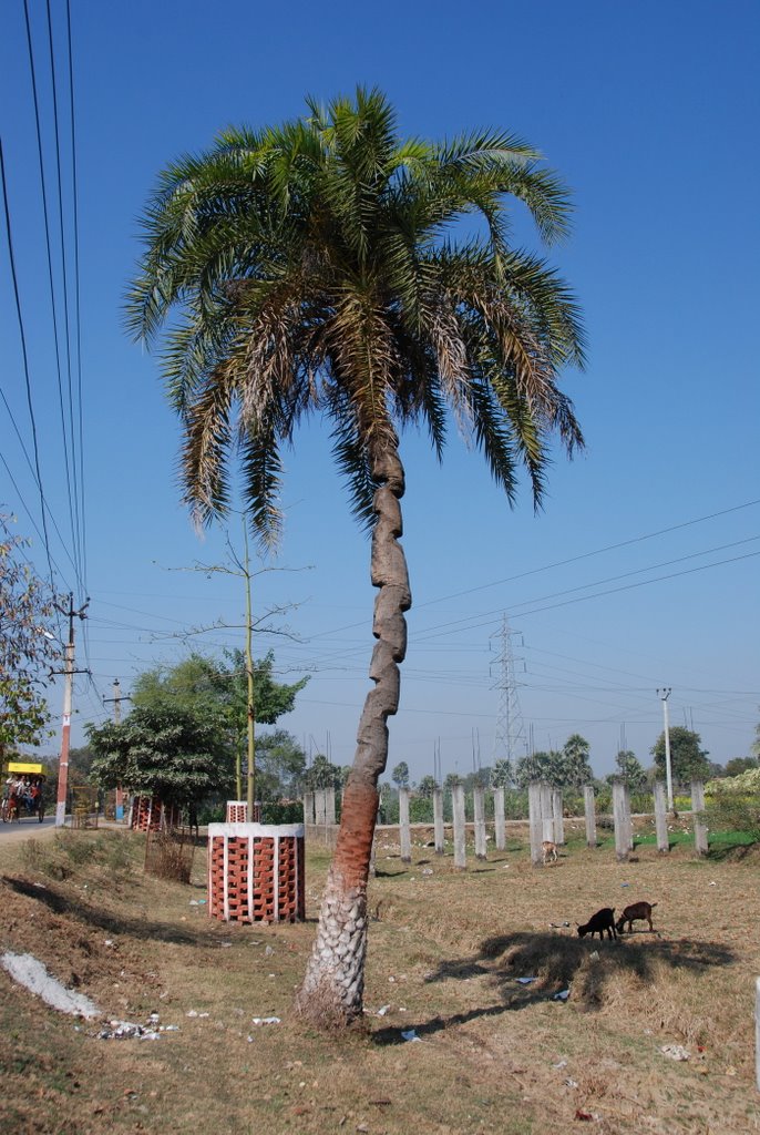 Date Palm cutting at trunk from Sugar making by werayut