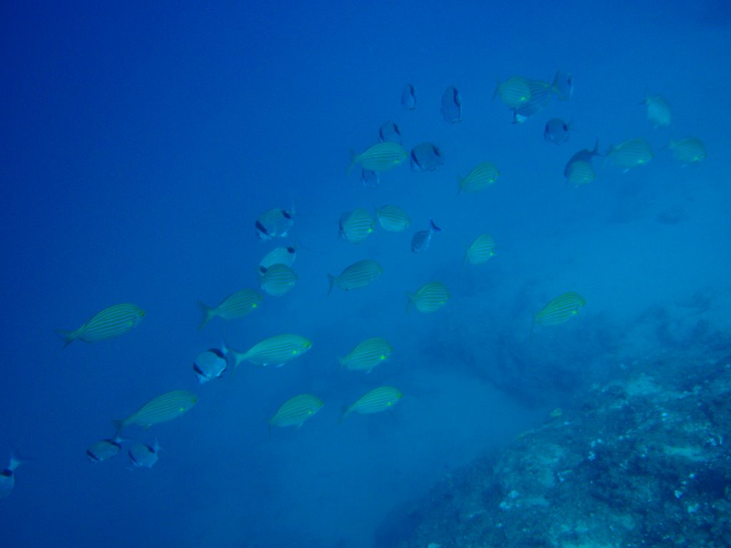 Dolphin Hotel - Chalkidites Scuba Diving Center by Andreas Chatziioakim…