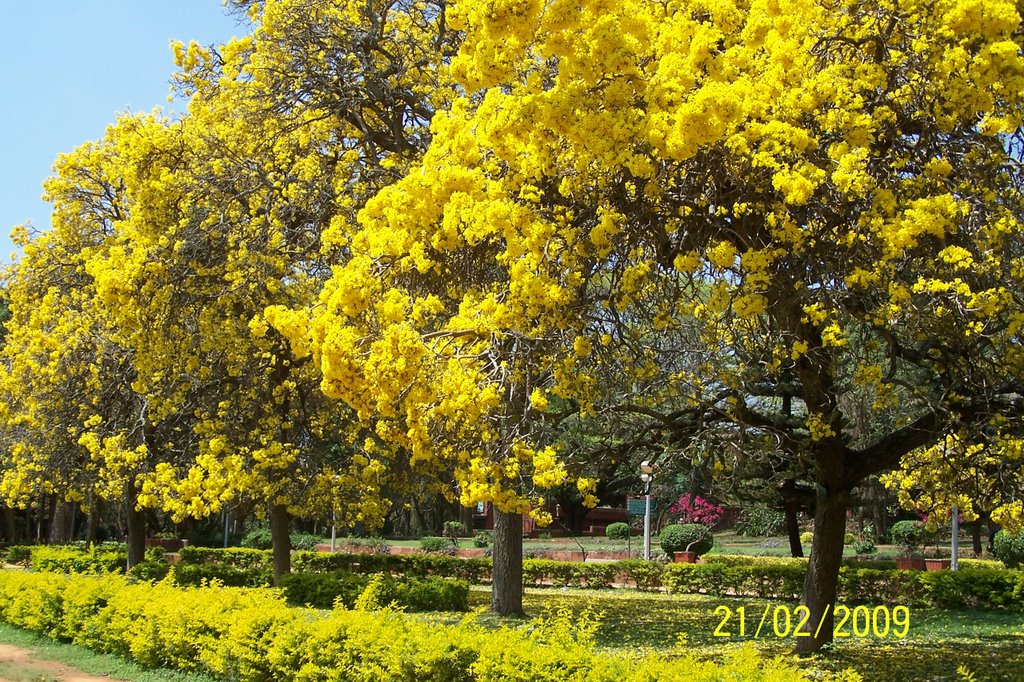 A beautiful spot of the golden bells (Tabebuia Argetia) in the famous cubbon park, Bengaluru, the season begins in late february and in early march the whole of Bengaluru blooms with these golden rich flowers presenting a magnificient sight. It is sad that in the mad rush of day to day work majority of people just pass through these sights with out a second glance. by mpeeran