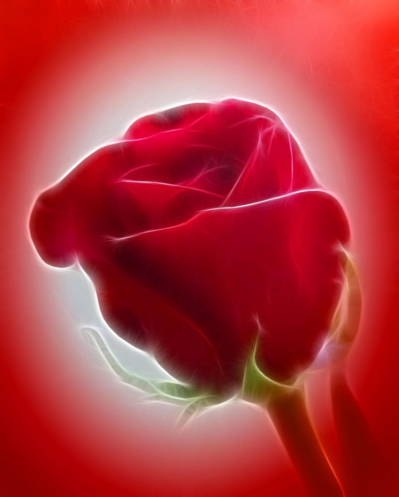 Fractalius Red Rose by maf04