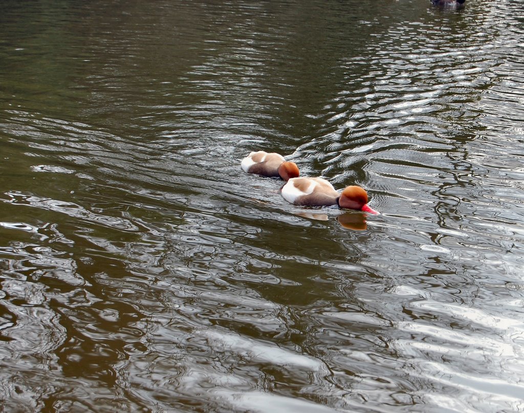 Wigeon twins o=k by Olive Kirk