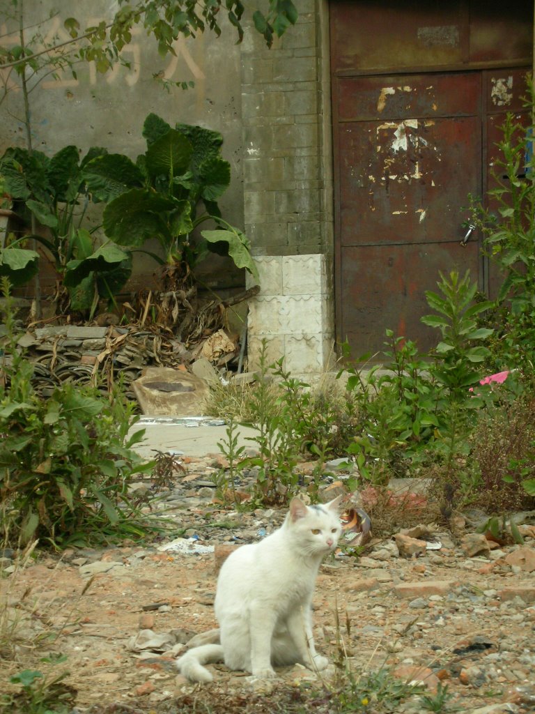 Cat among the ruins by cunyang