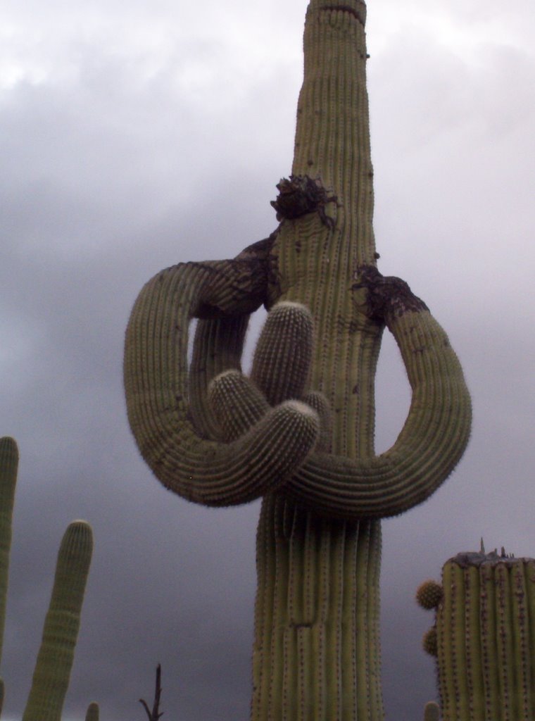 A Prickly Mother and Child by bonsaibill2000