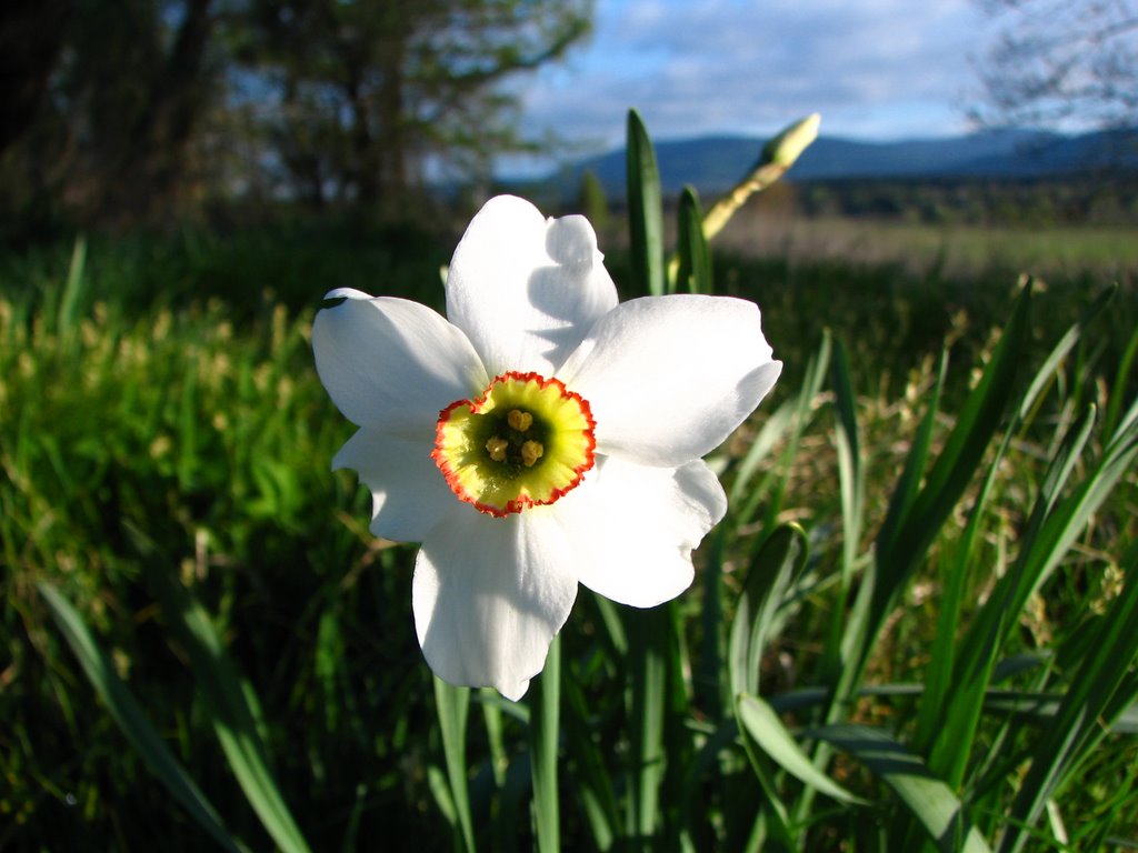 Lovely spring by VIKTOR HERMAN