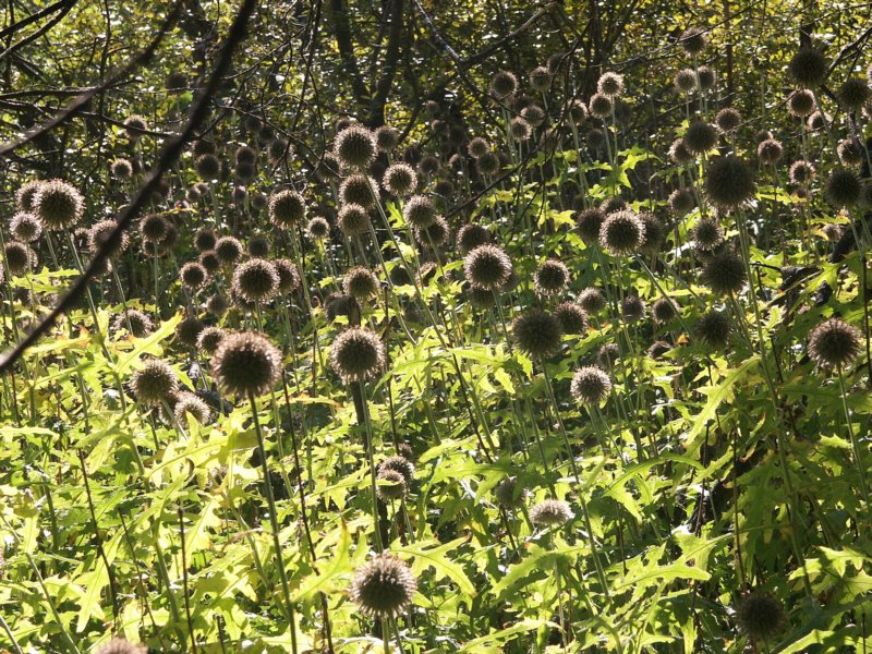 Echinops ritro im Rudel by Harry Meschke