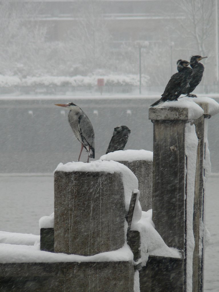 Cormorands and herons in Winter by pmk1972