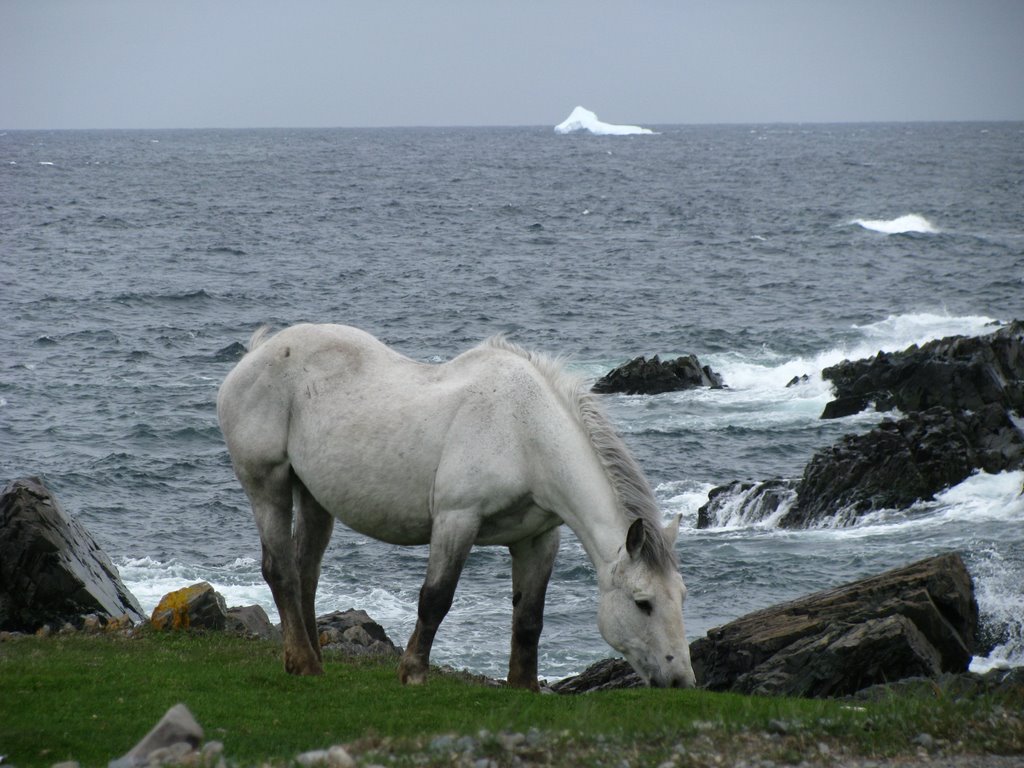 Horse and Iceberg, 2008 by henrigamache