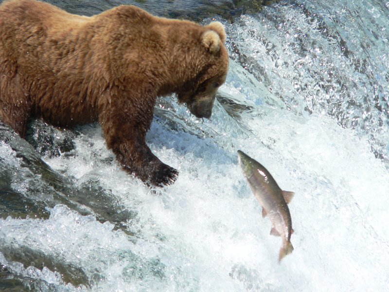 Opps! (Katmai National Park, AK) by Tap Tap Photo