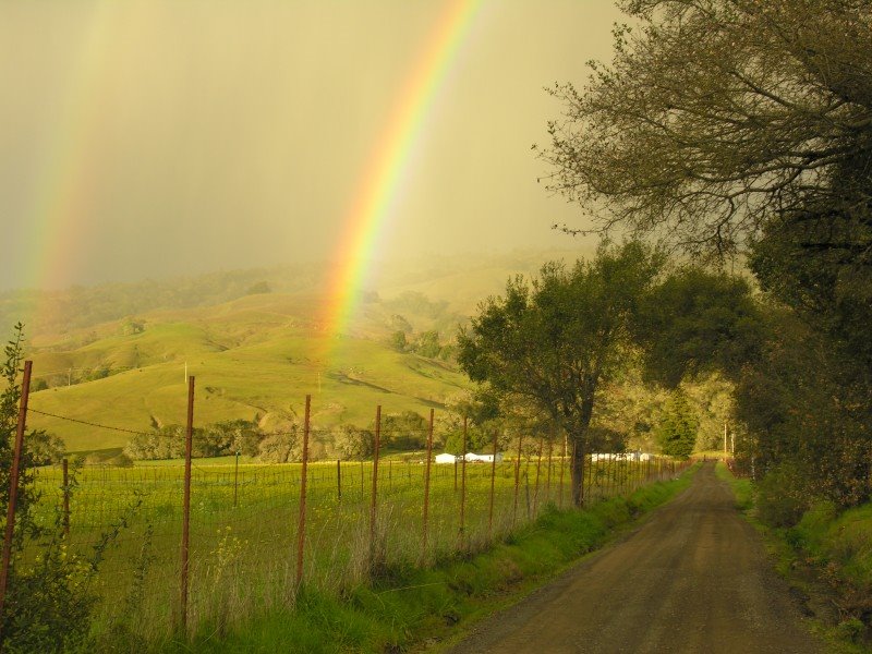 Anderson valley by Carol Judd-Lamb