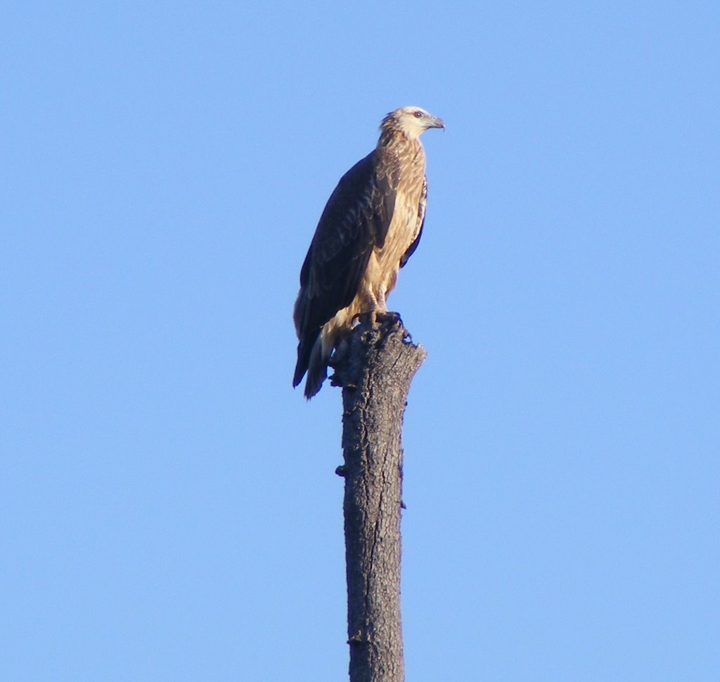 Little Eagle on the Esk by scml