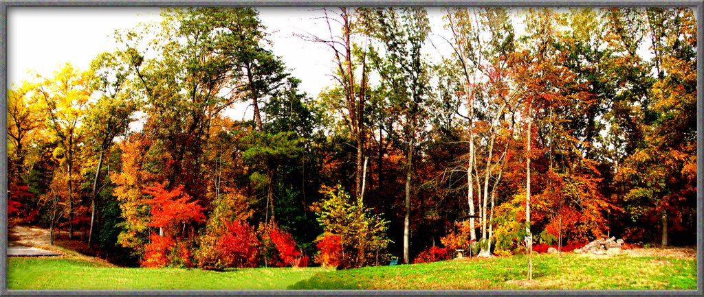 TREES IN AUTUMN IN ALL THEIR COLOR (MY BACKYARD) by TEABERRYEAGLE