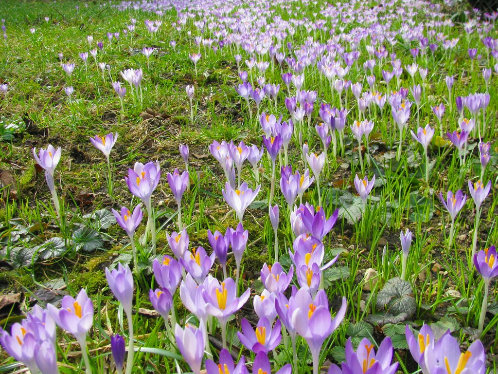 Der Frühling naht! by Helmut Oechsle