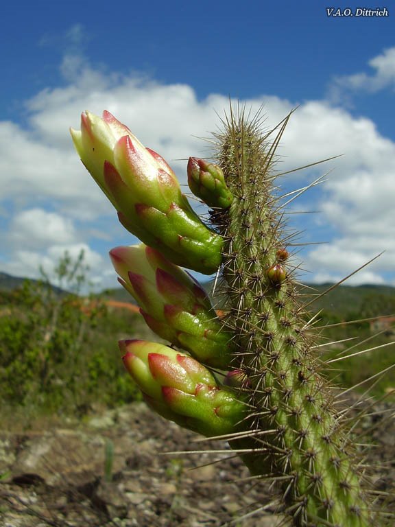 Brasilicereus markgrafii (Cactaceae), Grão-Mogol, MG, Brasil by Vinícius Antonio de …